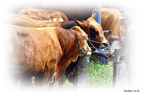 Kasus Penyakit Mulut dan Kuku Semakin Menyebar Ini Harapan Peternak Sapi dan Kerbau