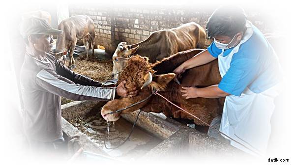 Muncul Wabah Penyakit Mulut dan Kuku Ini 8 Panduan dari PPSKI Bagi Peternak Serta Masyarakat