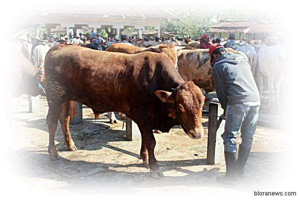 Perlindungan Peternak Sapi