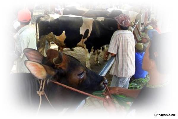 Peternak Curhat Harga Sapi Lokal Merugikan