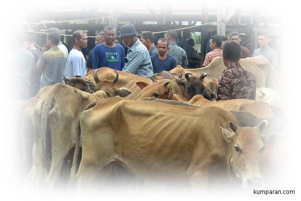 Peternak Sapi Sambut Baik Rencana Pemerintah Ganti Rugi Ternak yang Mati