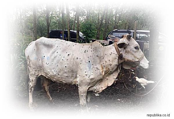 Sapi dan Kerbau di Sumatera Diserang Wabah LSD Peternak Terancam Rugi Besar