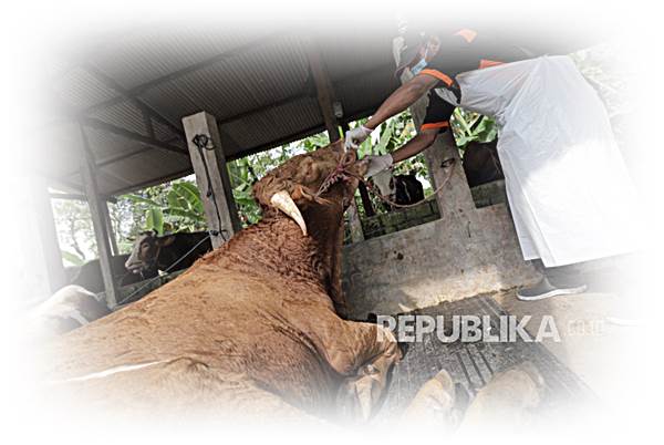 Ternak Terjangkit PMK Harus Dimusnahkan Tapi Diganti Pemerintah