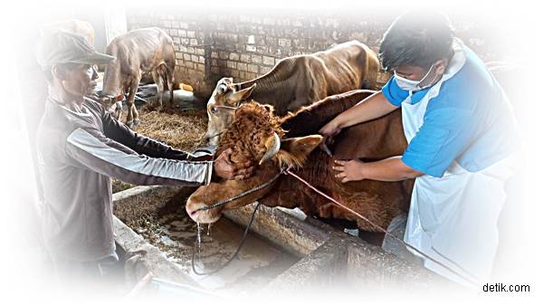 Wabah PMK Picu Panic Selling Harga Sapi Anjlok hingga Rp5 Juta per Ekor